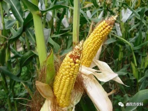 ���׶d���c�՗U��ԭ����