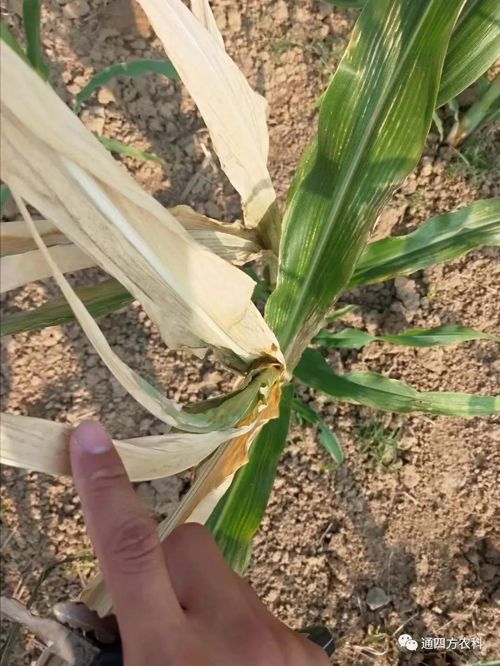 ���쵽����������ģʽ���_������(du��)������ɶΣ��������A(y��)����