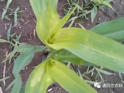 ���הQ����ô�k����ץ�o��Q��Ӱ푮a(ch��n)��!!!